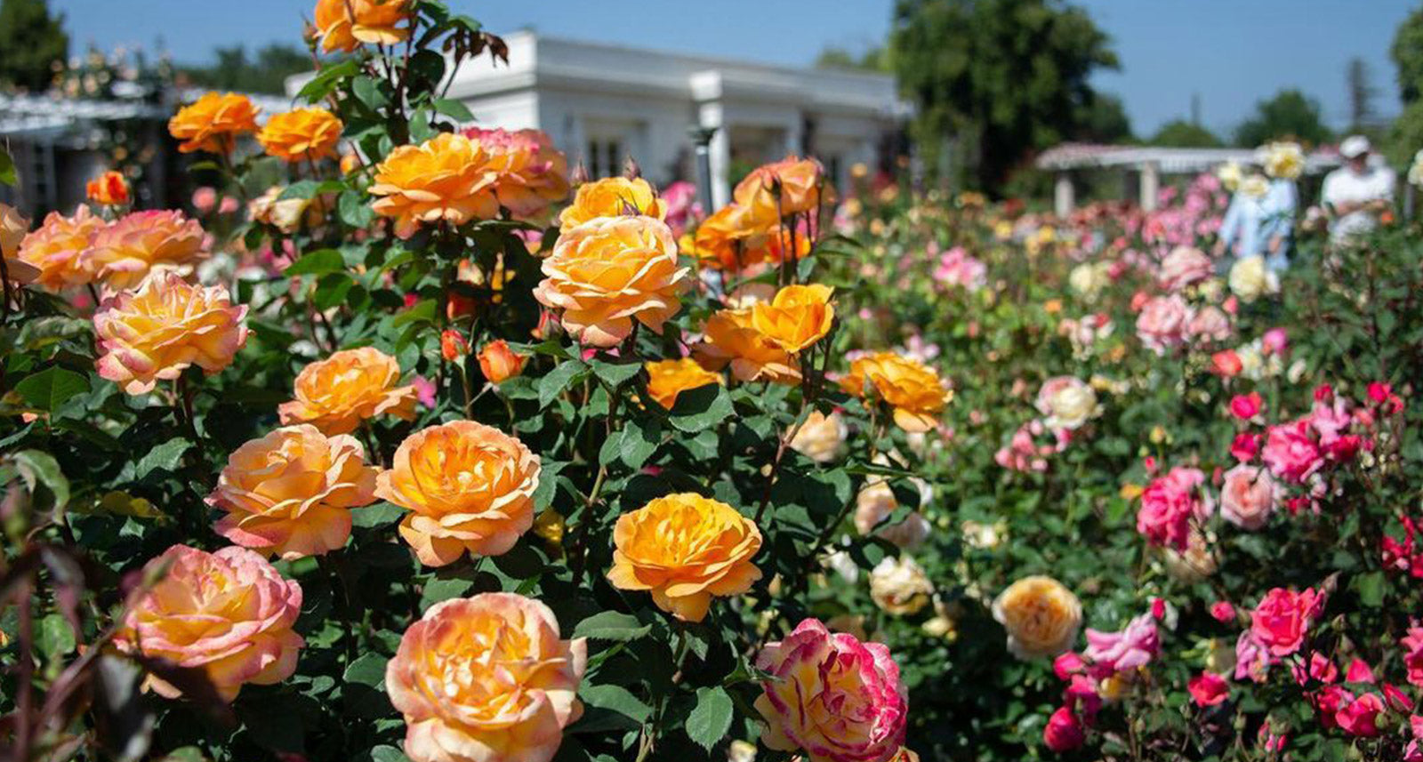 5 Ways to Celebrate Galentine’s Day