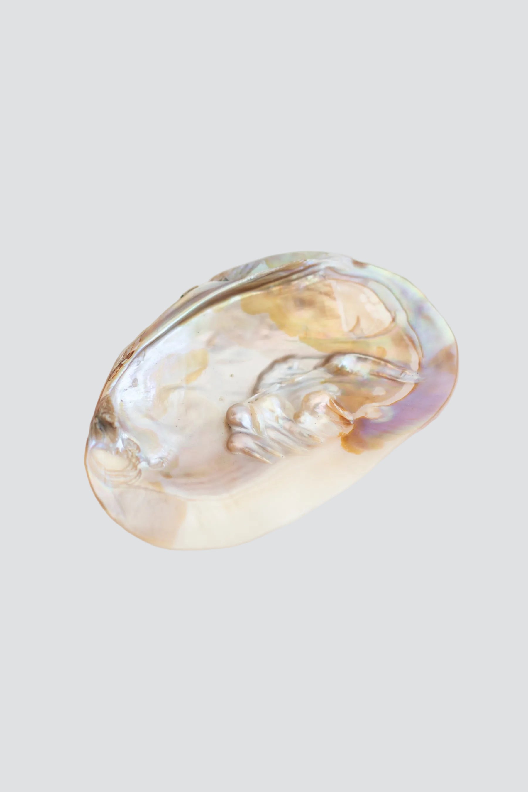 Half Shell Dish