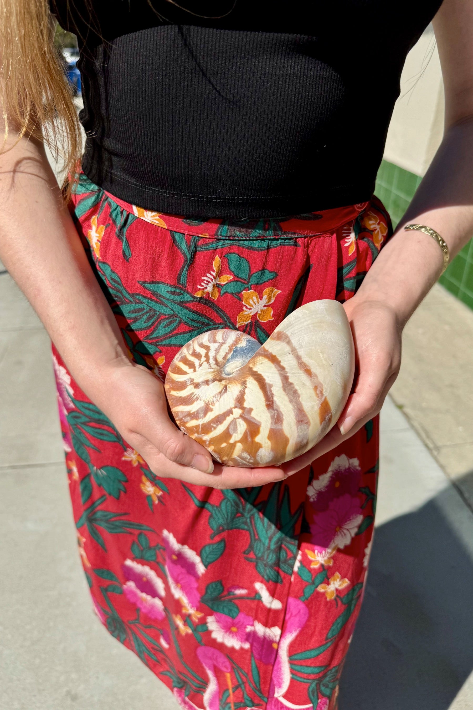 Nautilus Shell