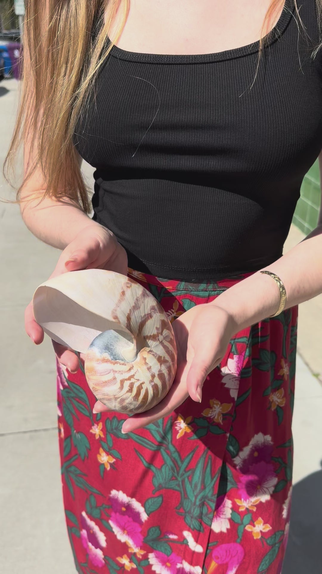 Nautilus Shell