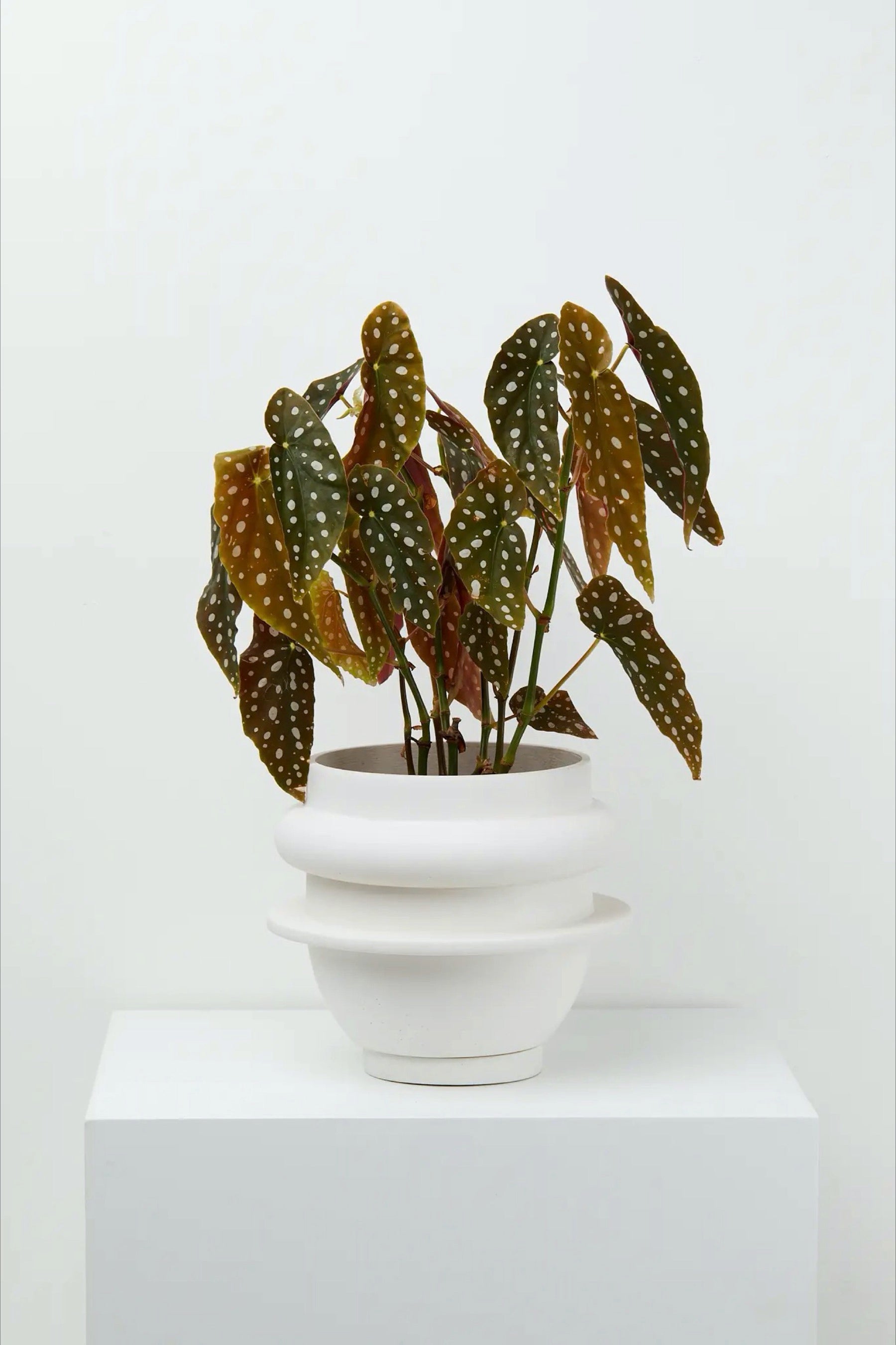 White Bud Planter