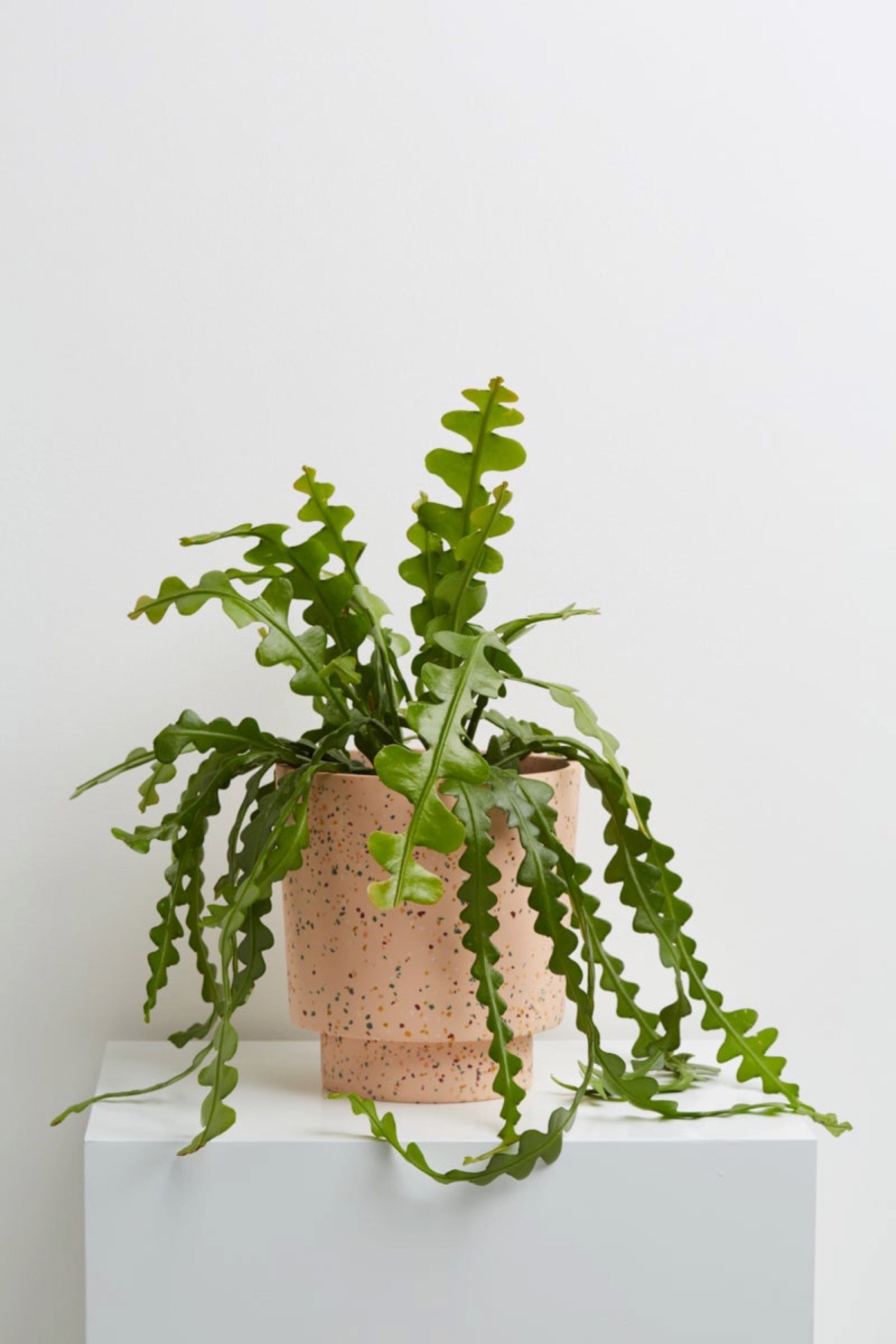 Salt Terrazzo Banjo Planter
