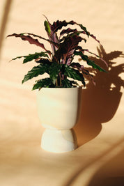 Large Highland Planter