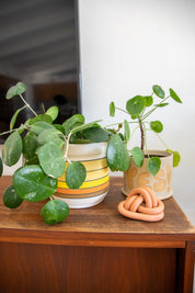 Large Dayglow Planter