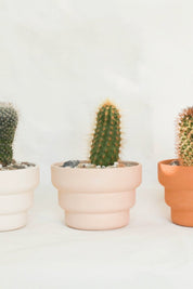 Blush Steps 2 Planter