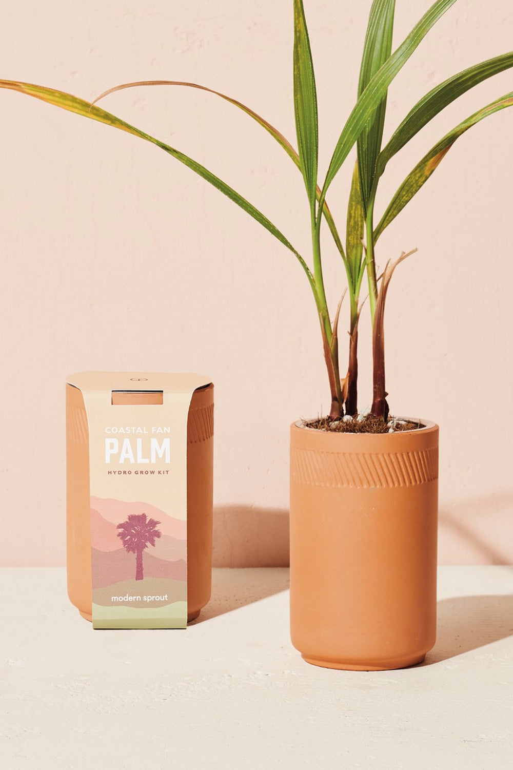 Coastal Palm Terracotta Grow Kit