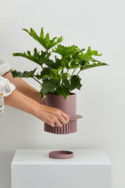 Musk Roma Planter
