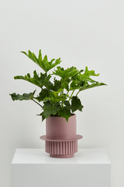 Musk Roma Planter