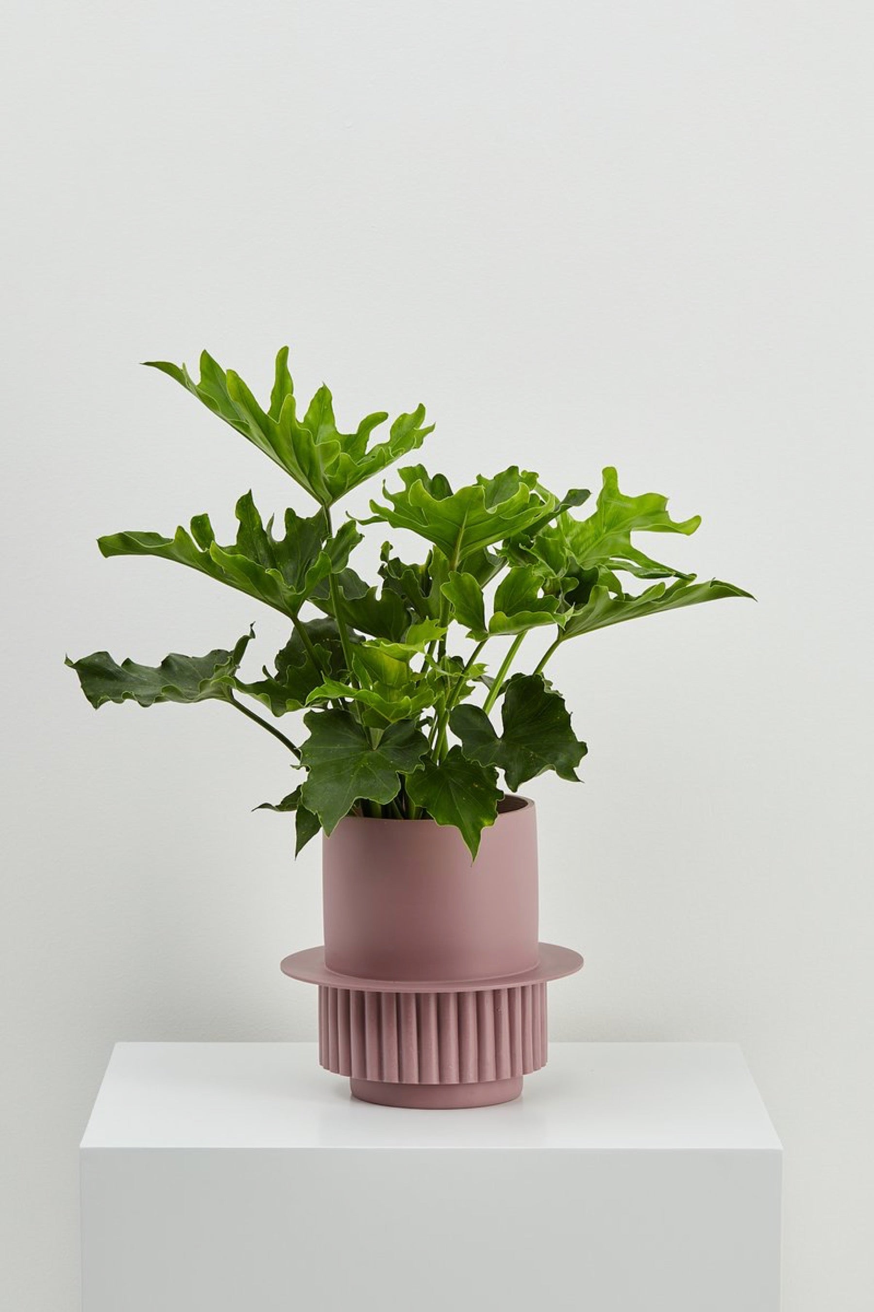 Musk Roma Planter