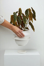 White Bud Planter