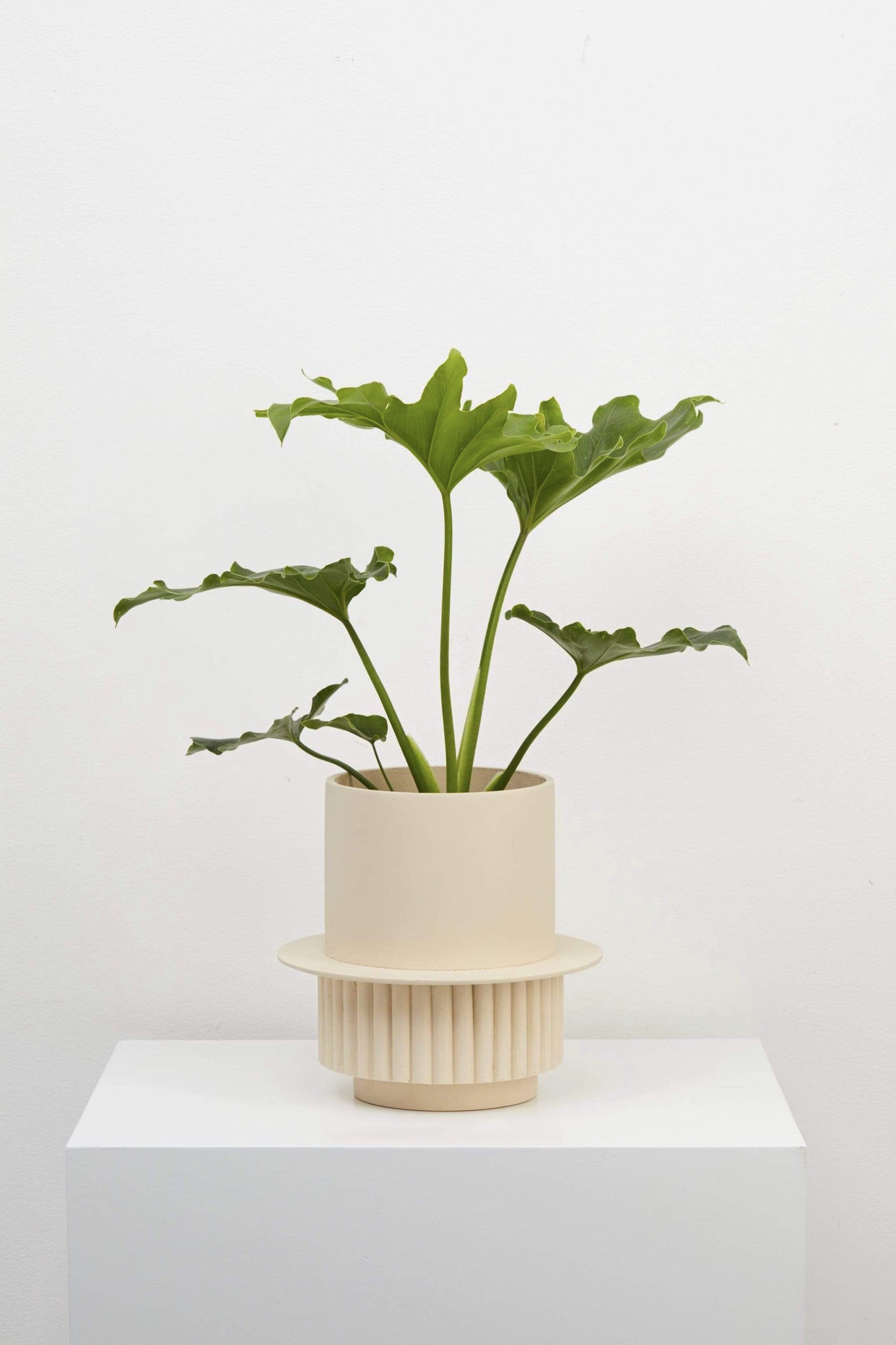 Fossil Roma Planter