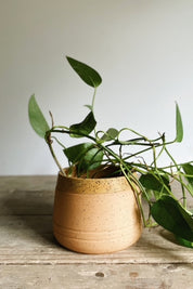 X Prism Match Cup Planter