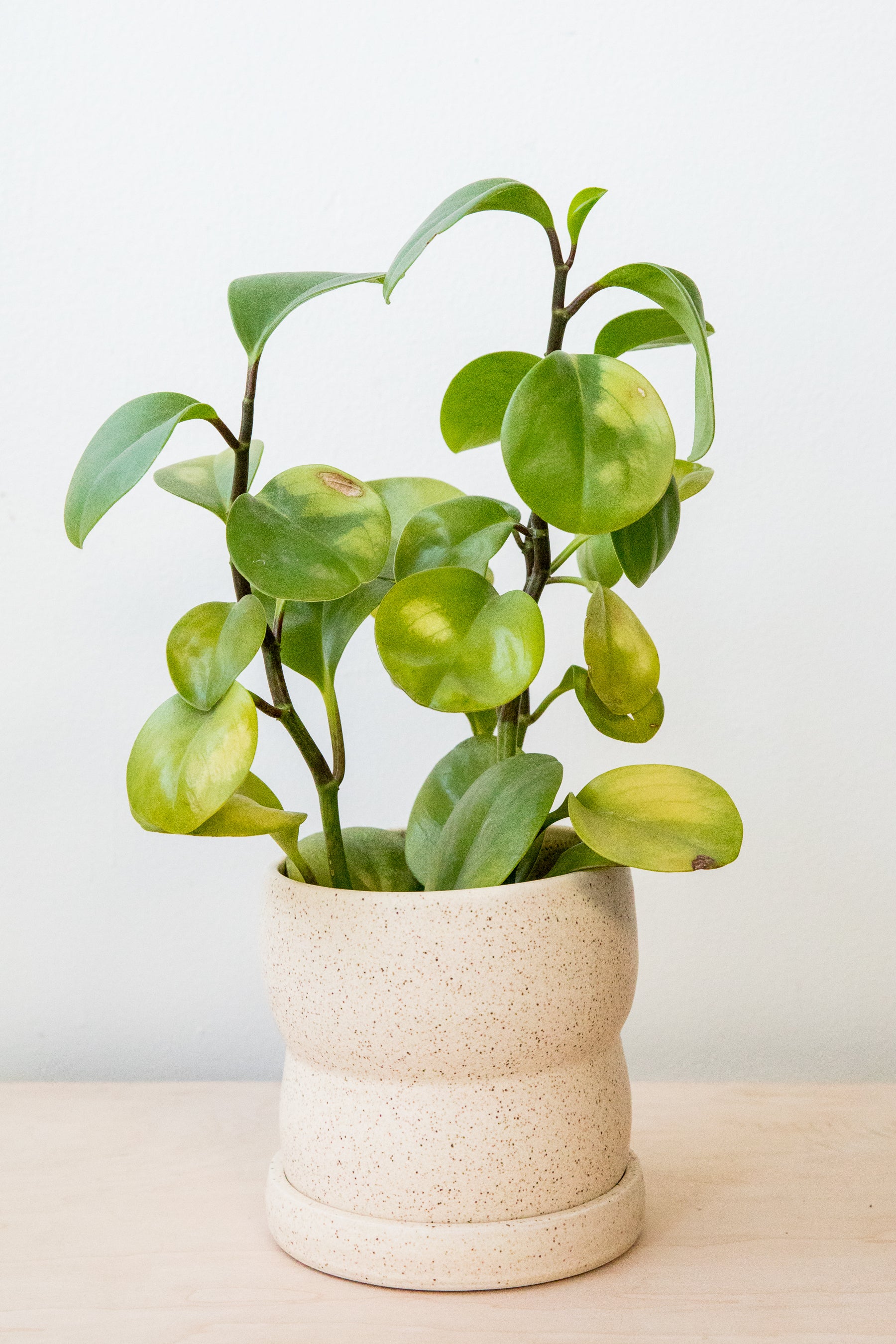 X Prism Walnut Dunes Planter