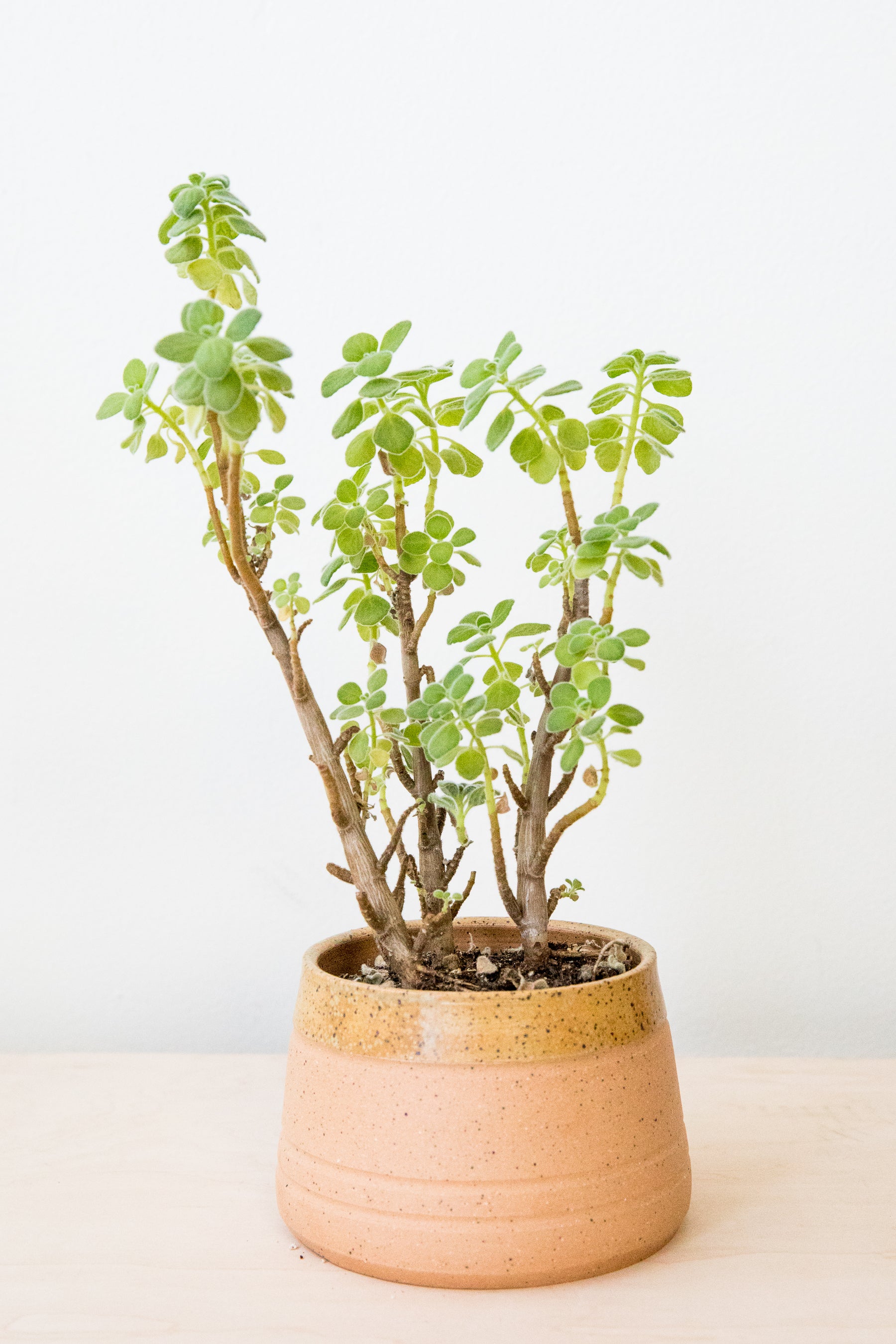 X Prism Match Cup Planter